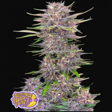 Banana Purple Punch Auto